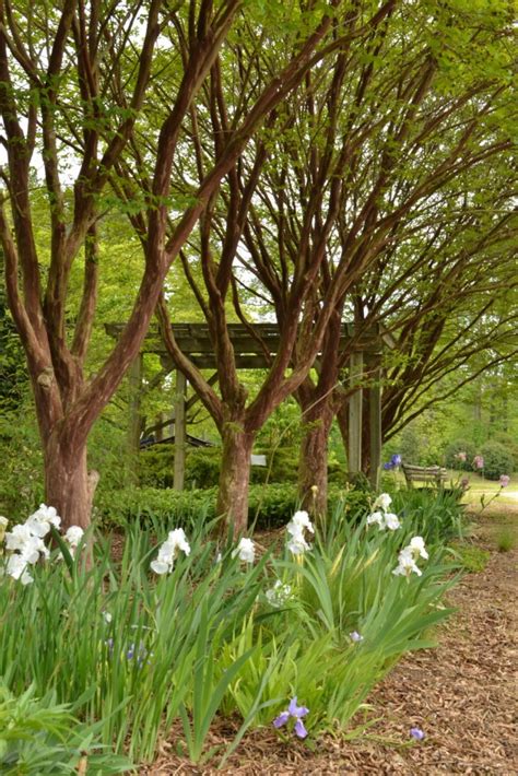 Crepe Myrtles Are The Jewel Of The South Fairview Garden Center