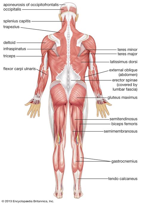 Full Body Muscle Diagram Labeled