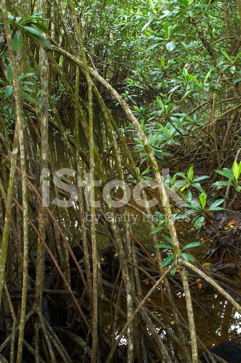 Rainforest Mangrove Stock Photo Royalty Free Freeimages