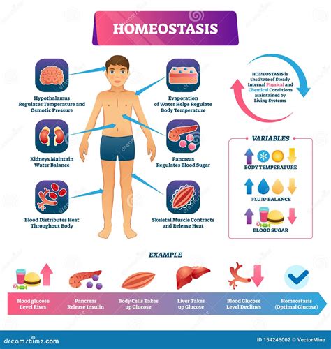 Homeostasis Mind Map