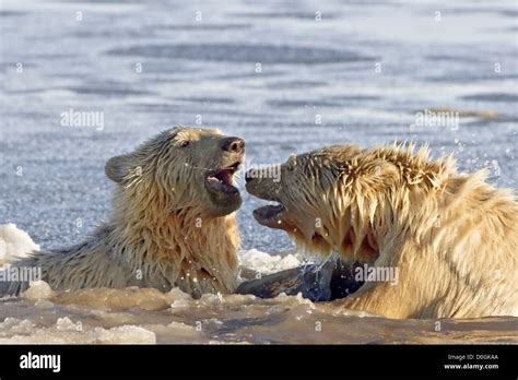 Polar bear cubs playing arctic hi-res stock photography and images - Alamy