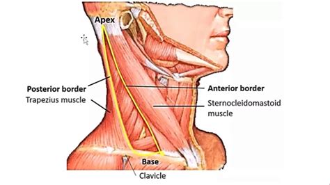 Posterior Triangle Of Neck YouTube