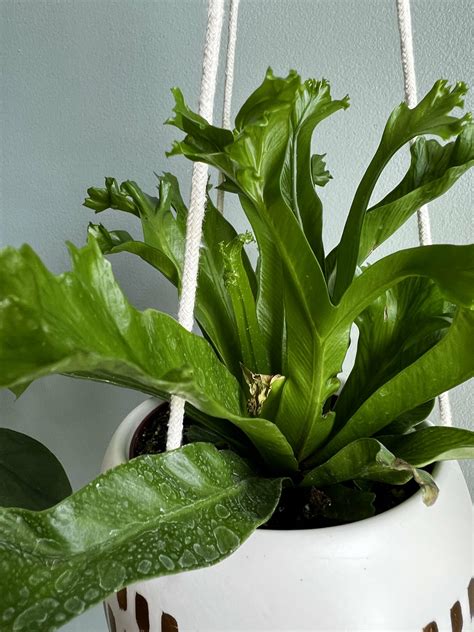 Leslie S Crested Birds Nest Fern Care Guide Keep Your Plants Alive