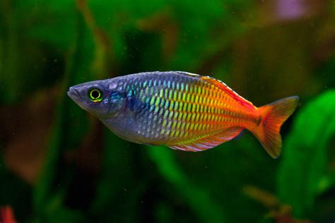 Regenbogenfisch Foto And Bild Tiere Haustiere Aquaristik Bilder Auf