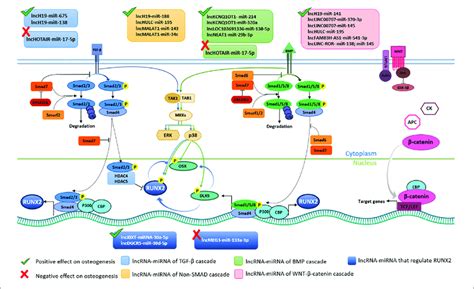 Long Non Coding Rna Lncrnas And Micrornas Mirnas Involved In