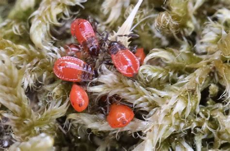 Vroege Vogels Foto Geleedpotigen Babykamer