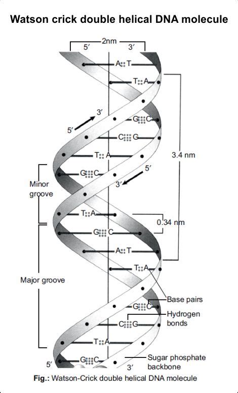 Watson Crick Double Helical Dna Molecule Dna Activities Dna Molecule