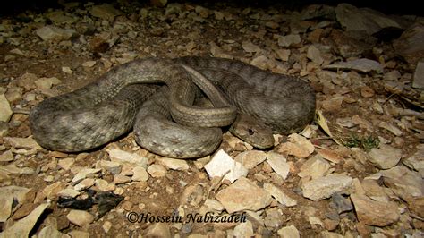 Разноцветный Полоз (Fauna of Uzbekistan) · iNaturalist