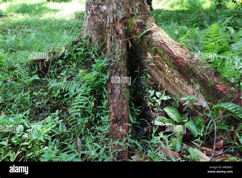 Wild Durian tree trunk and root. A durian is a big fruit with a strong ...