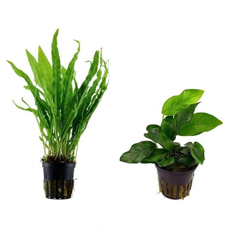 Potted Live Aquarium Plants Bundle Easy And Snail Free