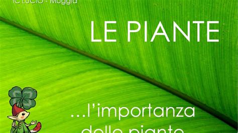 Le Piante Lezione Youtube