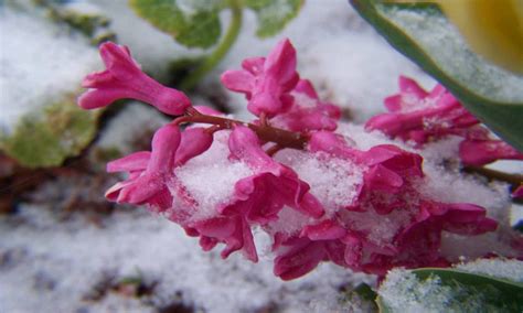 100 Winter Flowers Wallpapers