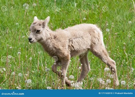 Big Horn Sheep Yearling On Mountain Stock Photo Image Of Horn