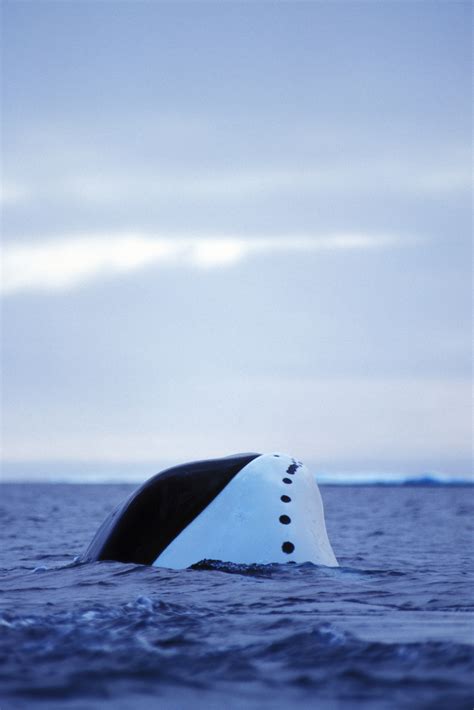 Bowhead Whale Balaena Mysticetus Wwf Canada