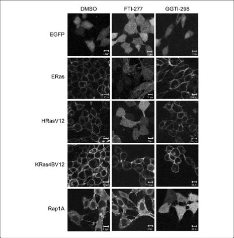 Plasma Membrane Localization Of Eras Is Dependent On Farnesylation