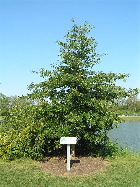 Native Trees of Indiana River Walk