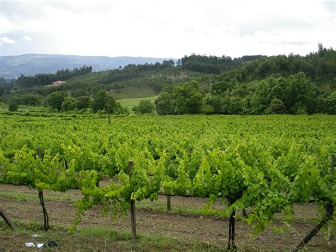 Vinho Verde Sistemas de Condução Modernos de Vinha Clube de Vinhos