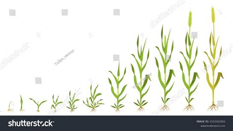 Growth Wheat Stages Infographics Grain Germination Stock Vector (Royalty Free) 2152163263 ...