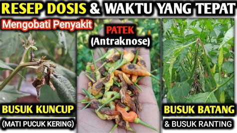 RESEP DOSIS WAKTU YANG TEPAT MENGOBATI PENYAKIT PATEK MATI PUCUK