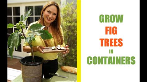 Grow A Fig Tree In A Pot For Maximum Figs Shirley Bovshow Youtube