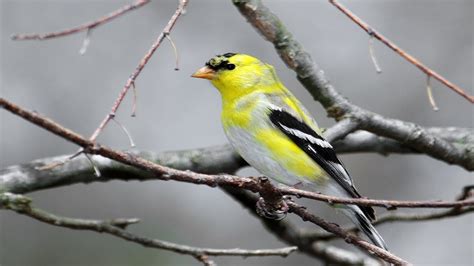 Watch These Beautiful American Goldfinches Feed At The Bird Feeder Youtube