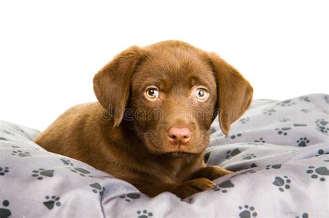 Cute Puppy Chocolate Labrador On A Grey Pillow Stock Image Image Of