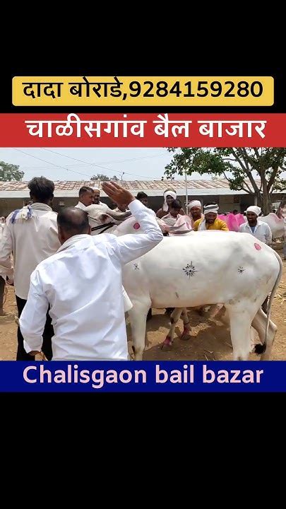 चाळीसगांव बैल बाजार 🔴live सौदा 🔥 Chalisgaon Bail Bazar 🔥 बैलबाजार