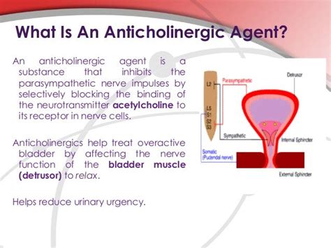 Anticholinergic Drugs For Bladder