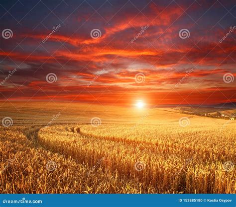 Impressive Dramatic Sunset Over Field Of Ripe Wheat Colorful Clouds In