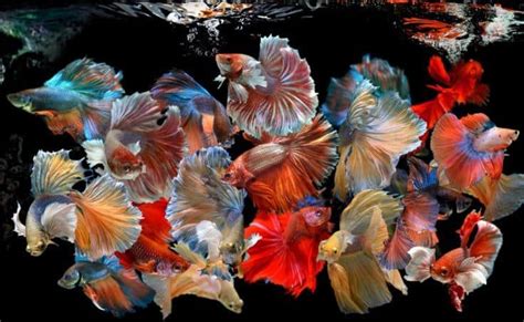 Types Of Betta Fish A Guide To Patterns Colors And More Aquarium Tips