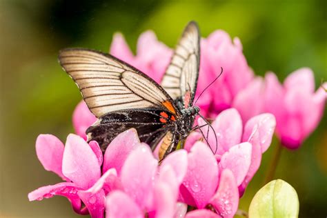 Dow Gardens Blooming Butterflies Dave Michel Photography