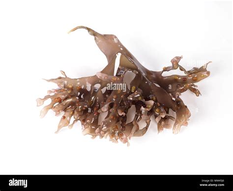 Carrageen Moss Chondrus Crispus Hi Res Stock Photography And Images Alamy