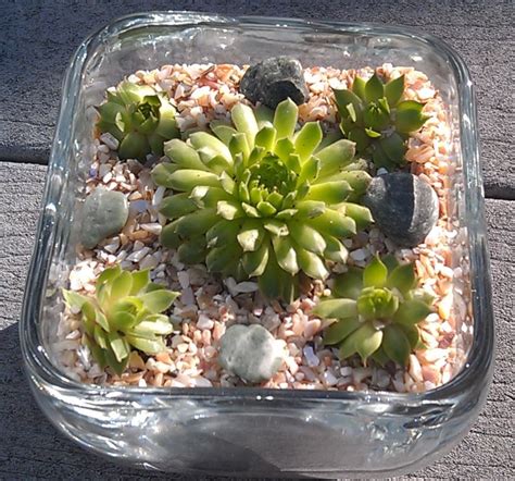 Succulent Square 25 Succulent Dish Gardens And Terrariums Terra By Terri Dish Garden