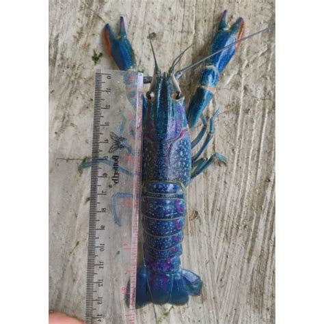 Jual Bibit Lobster Inch Indukan Lobster Dan Inch Lobster Air