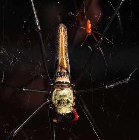 Female Spiders Produce Mating Plugs To Prevent Unwanted Sex From Males Smithsonian Insider