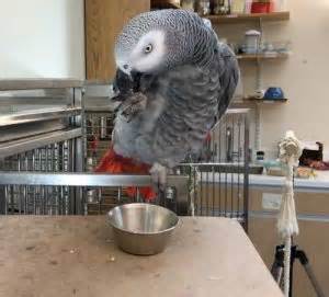 Inside Dr Pepperberg S Lab Do Parrots Understand Probability Pet