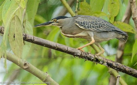 heron striated butorides striata adult ecuador world bird
