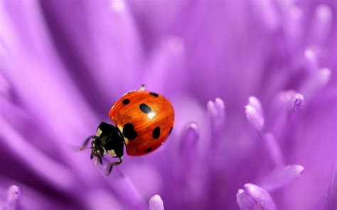 🔥 44 Free Ladybug Wallpapers Wallpapersafari