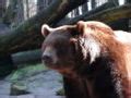 Ursus arctos middendorffi - Wikimedia Commons