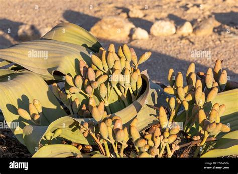 Welwitschia Mirabilis Flowering In Bloom With Female Cones Beginning