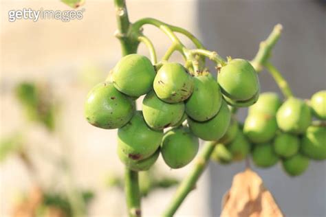 frees ratan jot  tree