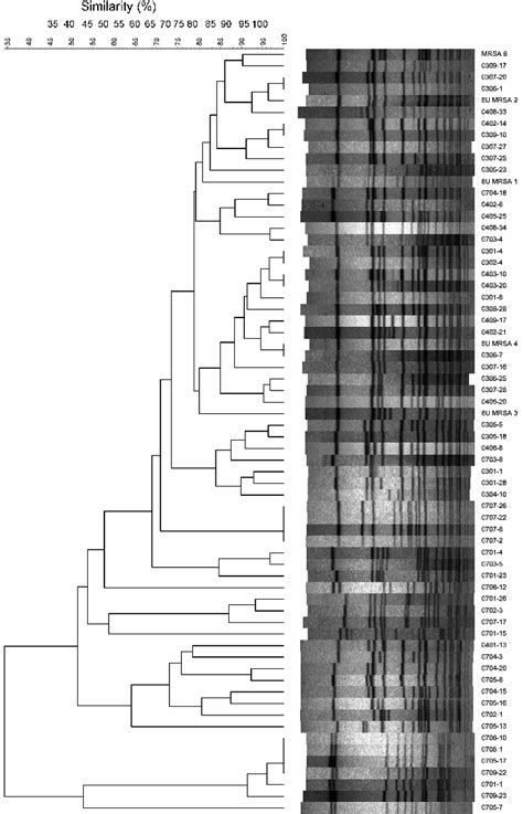 Dendrogram Of Pfge Smai Digested Chromosomal Dna Profiles Of Mrsa