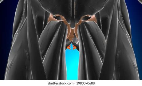 374 Anal Sphincter Images Stock Photos Vectors Shutterstock