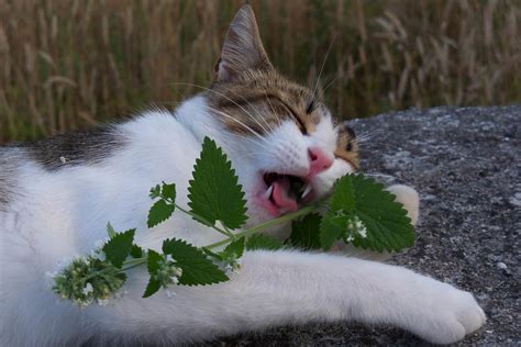 What Is Catnip What Does Catnip Do To Cats Redsasa