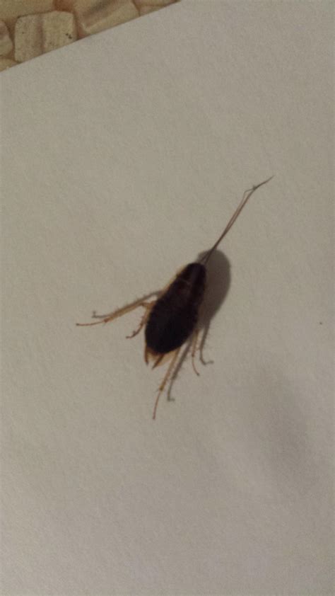 Ohio, United States, neighbors sprayed for bugs and we've been seeing a
