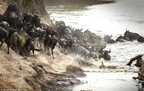 Crocodile Catches Wildebeest And Drags It Into A River In Kenya Daily