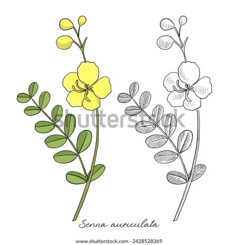 Vector Drawing Avaram Senna Senna Auriculata Stock Vector Royalty Free