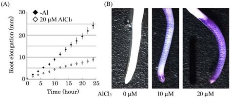 Aluminum Al Induced Damage In Root Tip A Inhibition Of Root