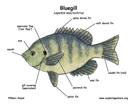 Bluegill