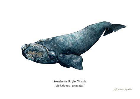 Madison Mueller Southern Right Whale